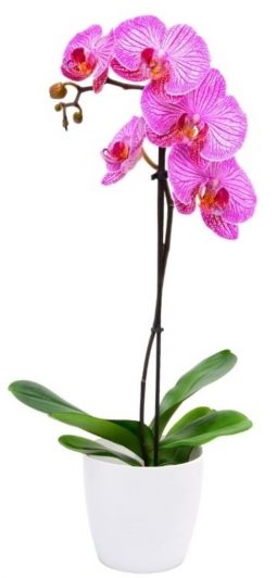 סחלב- אורכידאה כולל כלי קרמי