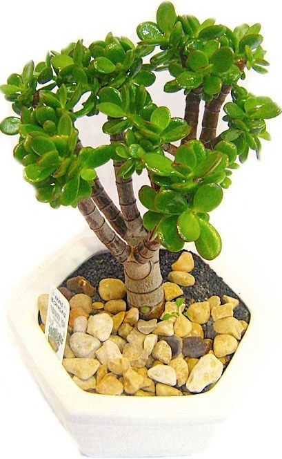 עץ האושר גדול (כלי בהתאם למלאי) עץ האושר גדול (כלי בהתאם למלאי)