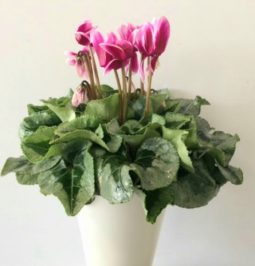 רקפת כולל כלי קרמי