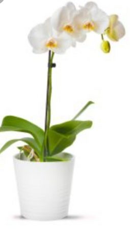 סחלב לבן בכלי קרמי