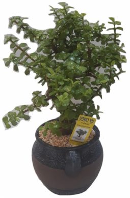 עץ השפע גדול(כלי בהתאם למלאי)