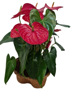 אונוטוריום בכלי קש