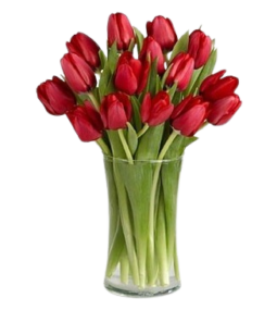 טוליפים אדומים