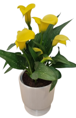 עציץ קאלות בכלי מעוצב