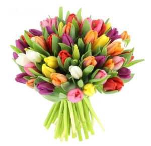 סידור טוליפים צבעוני