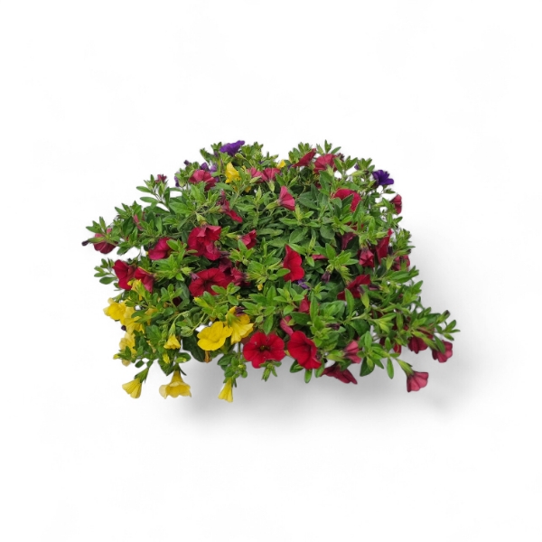 פיטוניה בכלי קרמי